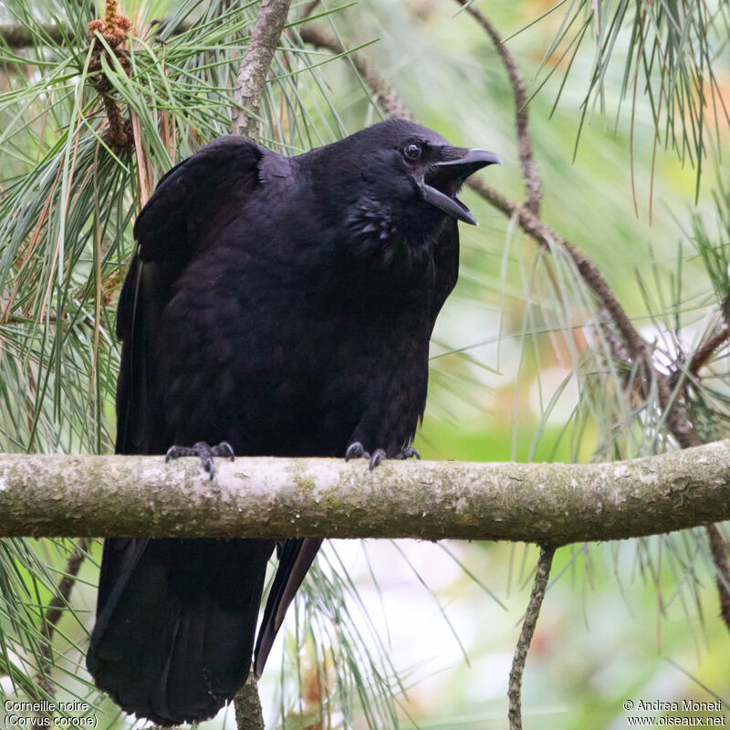 Carrion Crowadult, close-up portrait