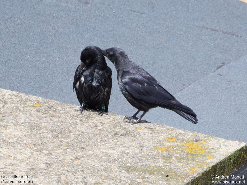 Carrion Crowadult, pigmentation