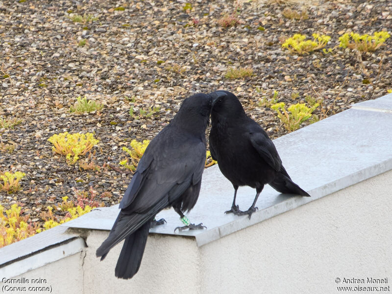 Carrion Crowadult