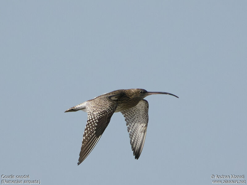 Eurasian Curlew, Flight