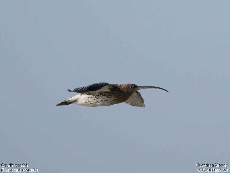 Eurasian Curlew, Flight