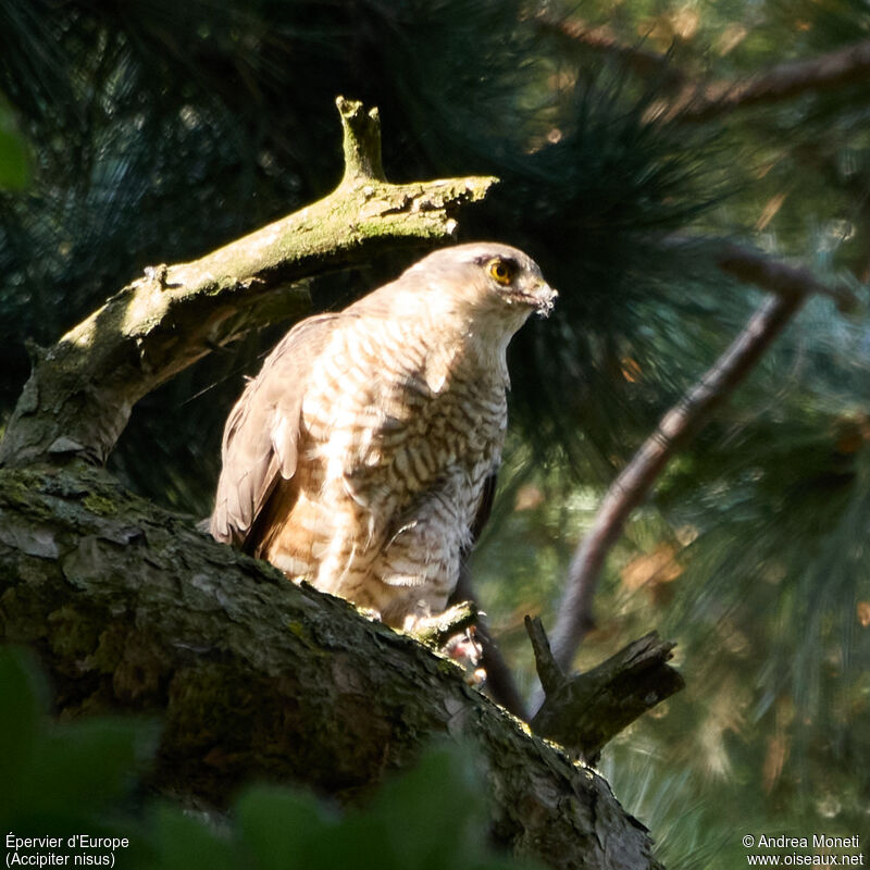 Eurasian Sparrowhawk female adult, close-up portrait, eats