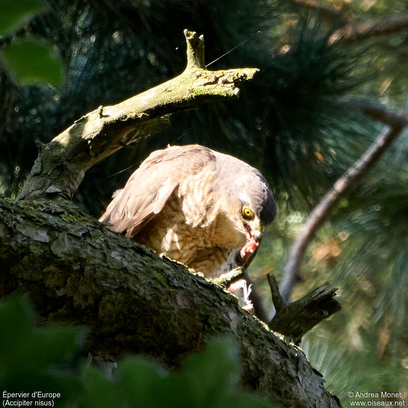 Eurasian Sparrowhawk female adult, close-up portrait, eats