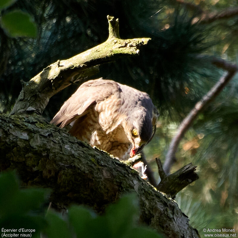 Eurasian Sparrowhawk