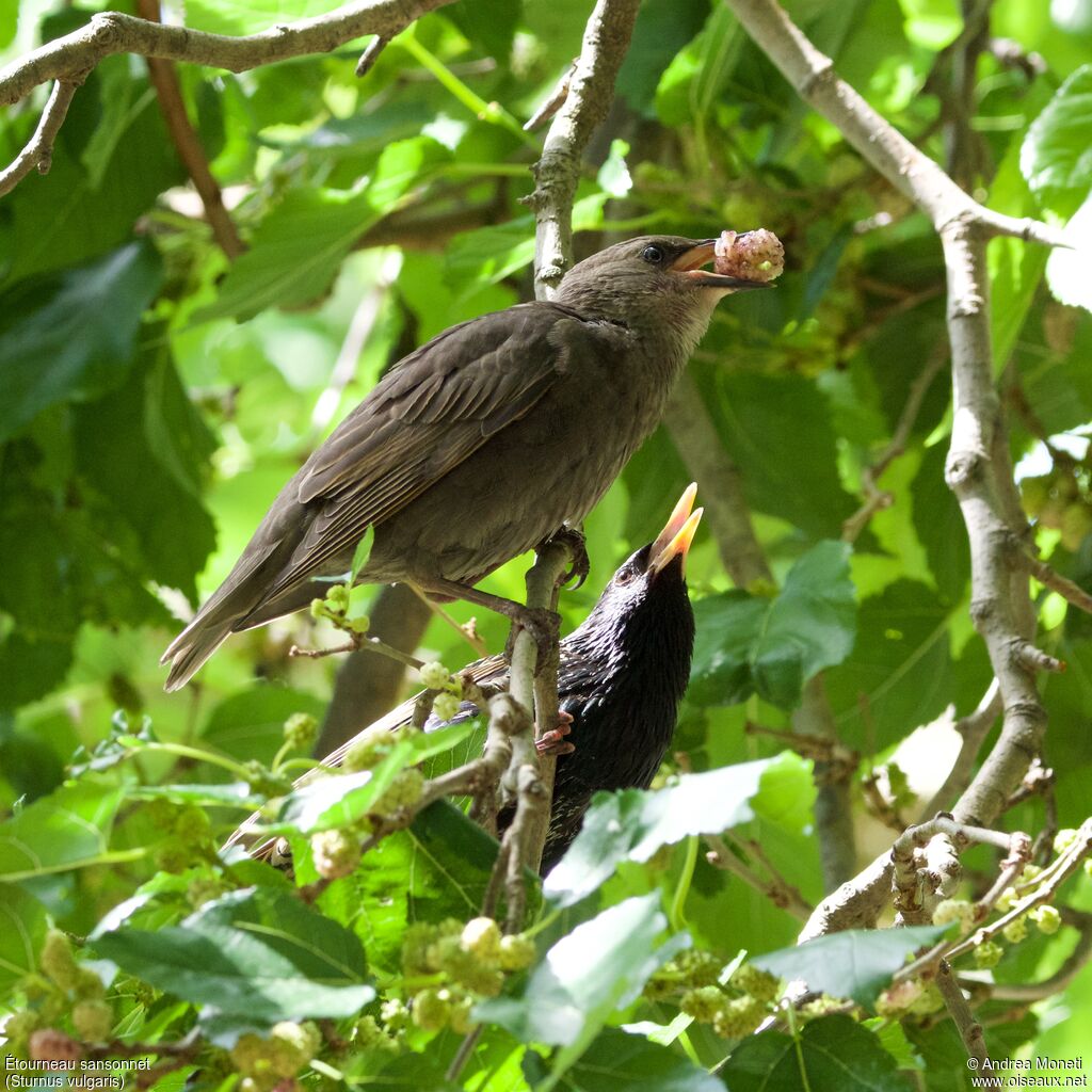 Étourneau sansonnet