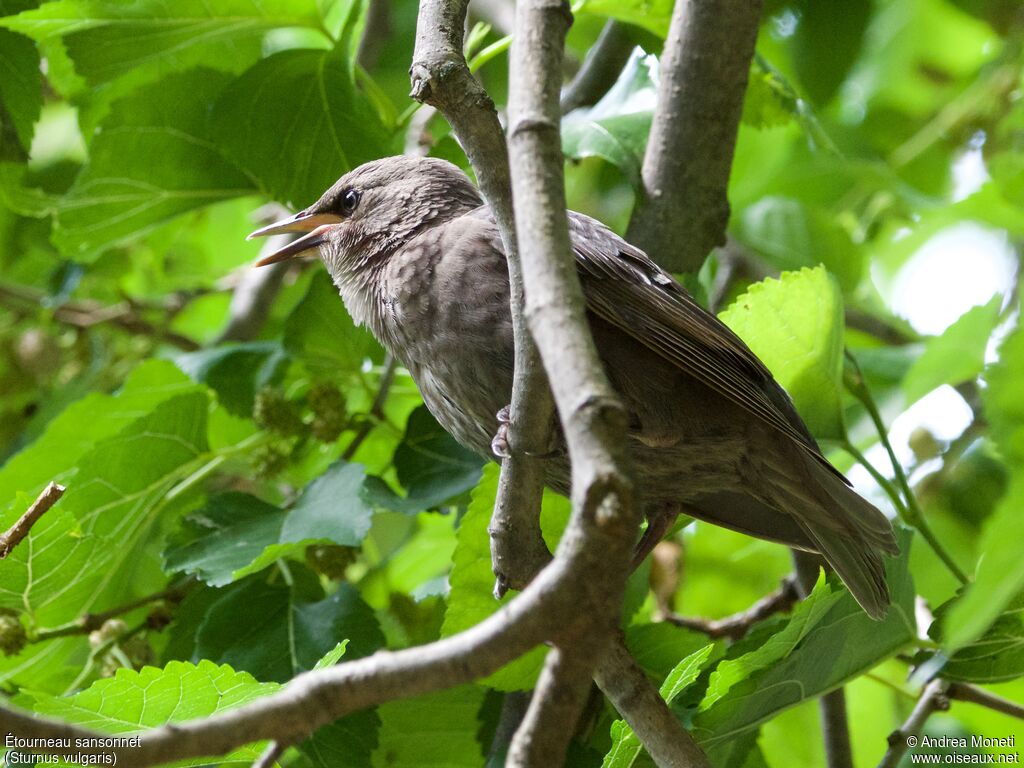 Étourneau sansonnet