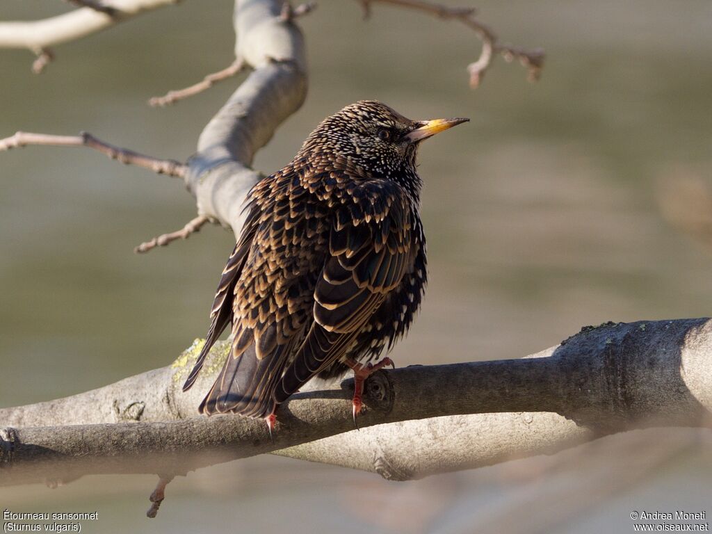 Étourneau sansonnetadulte, portrait