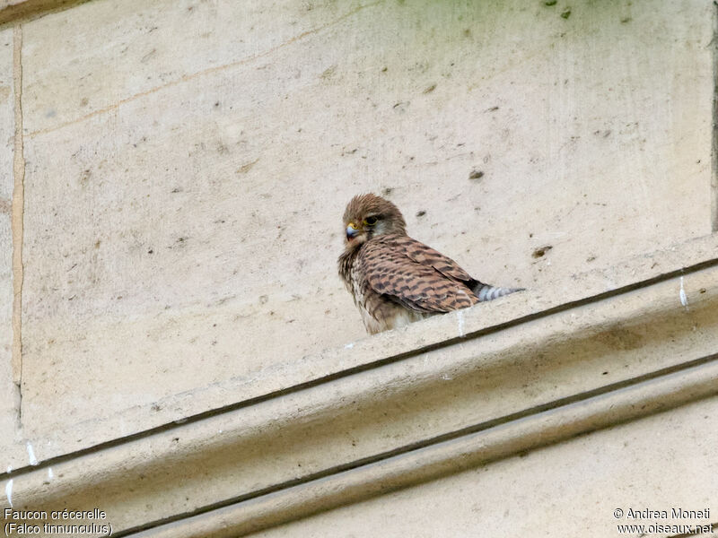 Common Kestrel female, close-up portrait