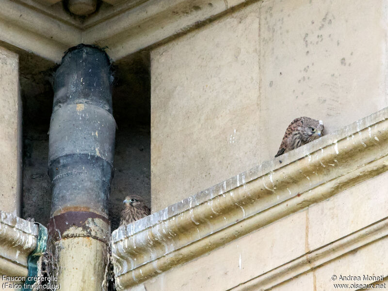 Common Kestrel