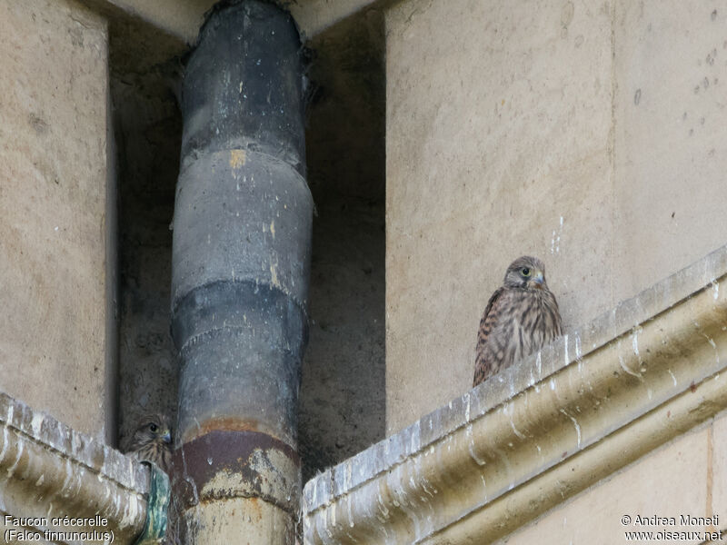 Common Kestrel