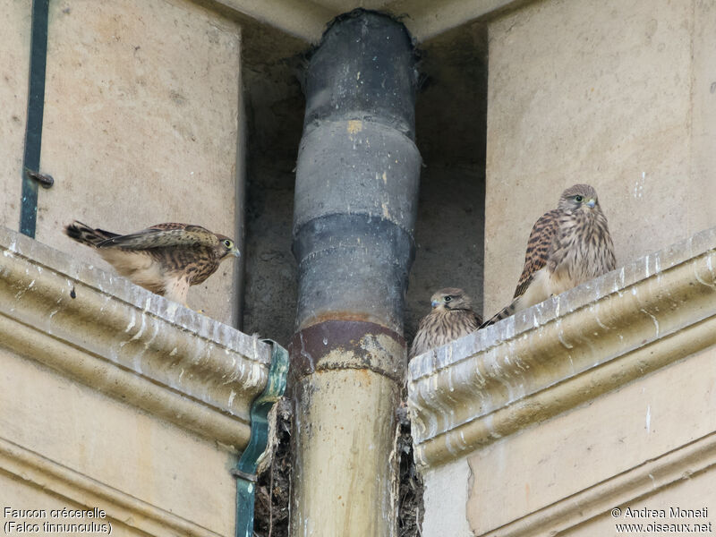 Common Kestrel