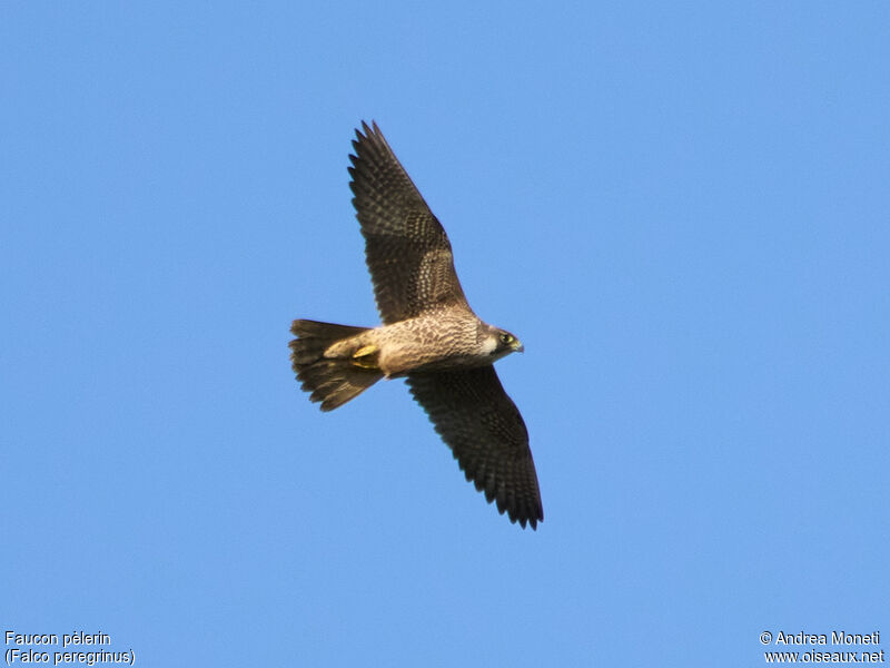 Peregrine Falconjuvenile, Flight