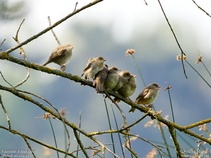 Eurasian Blackcap