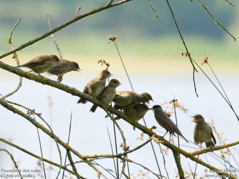 Eurasian Blackcap, eats