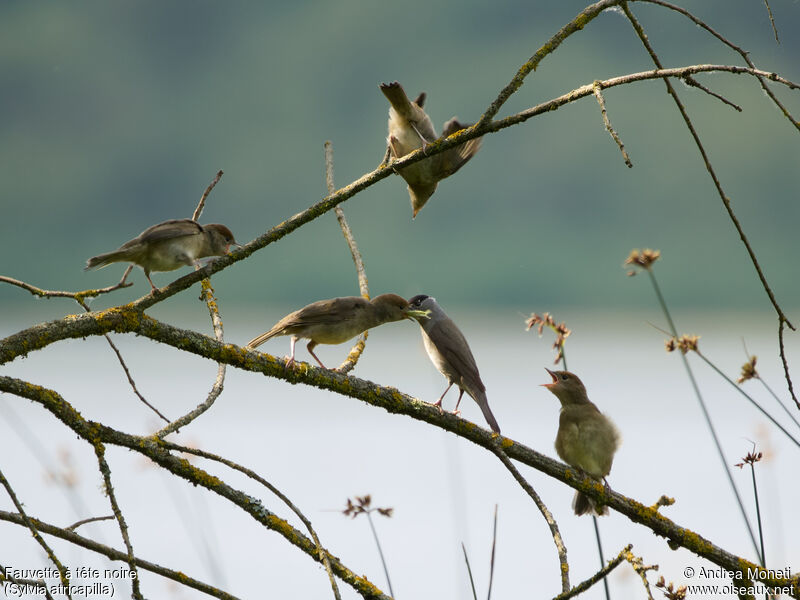 Eurasian Blackcap, eats