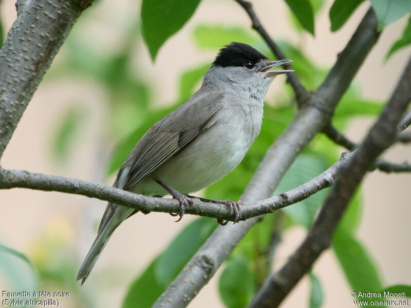 Eurasian Blackcap male, close-up portrait