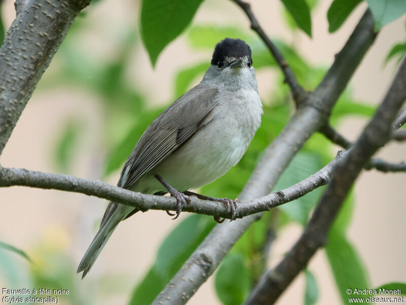 Eurasian Blackcap male