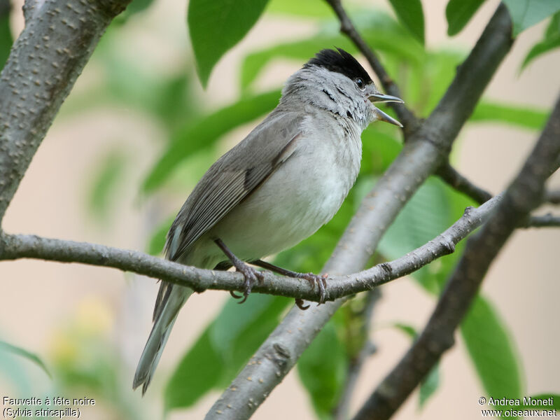 Eurasian Blackcap male, song