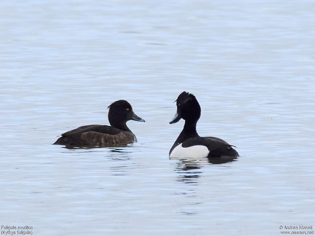 Fuligule morillonadulte