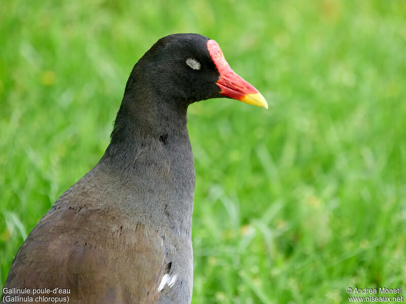 Gallinule poule-d'eauadulte, portrait