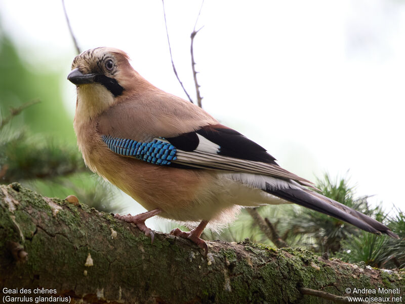 Eurasian Jay, close-up portrait