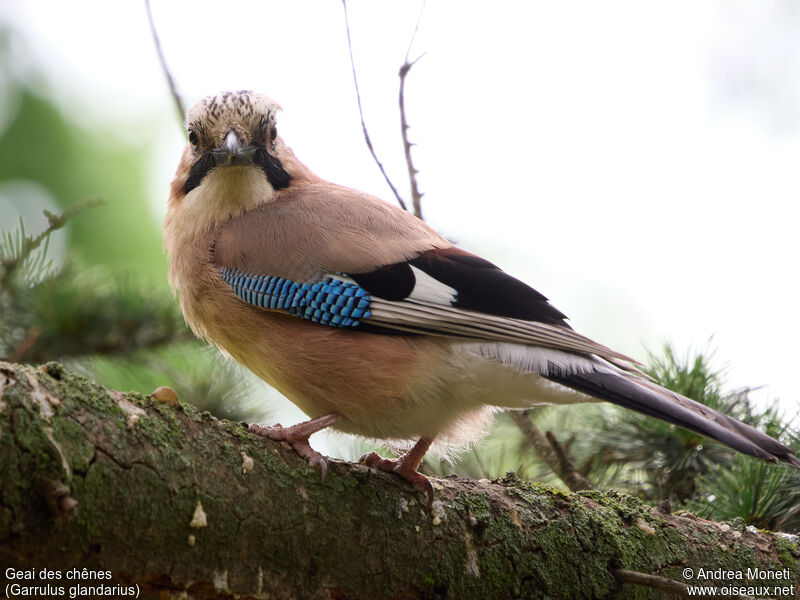 Eurasian Jay, close-up portrait