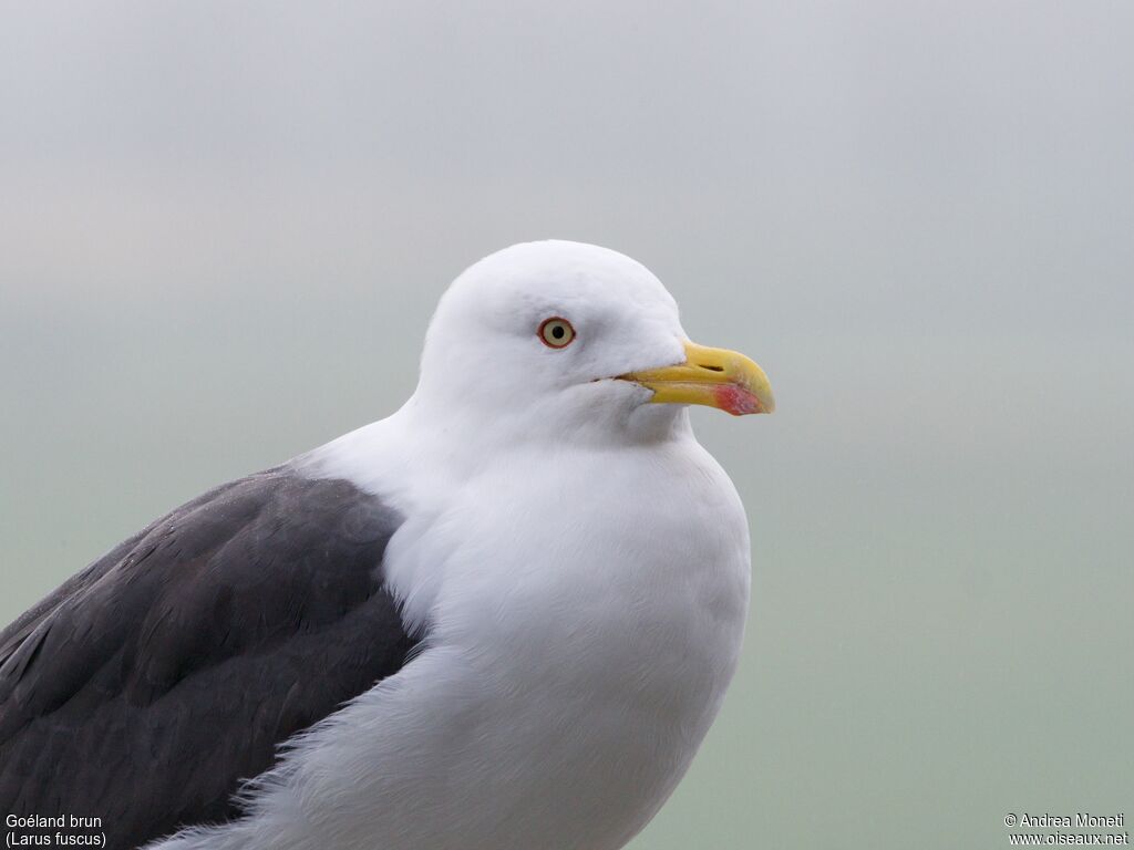 Goéland brunadulte, portrait