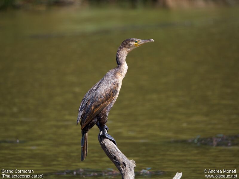 Great Cormorant, close-up portrait