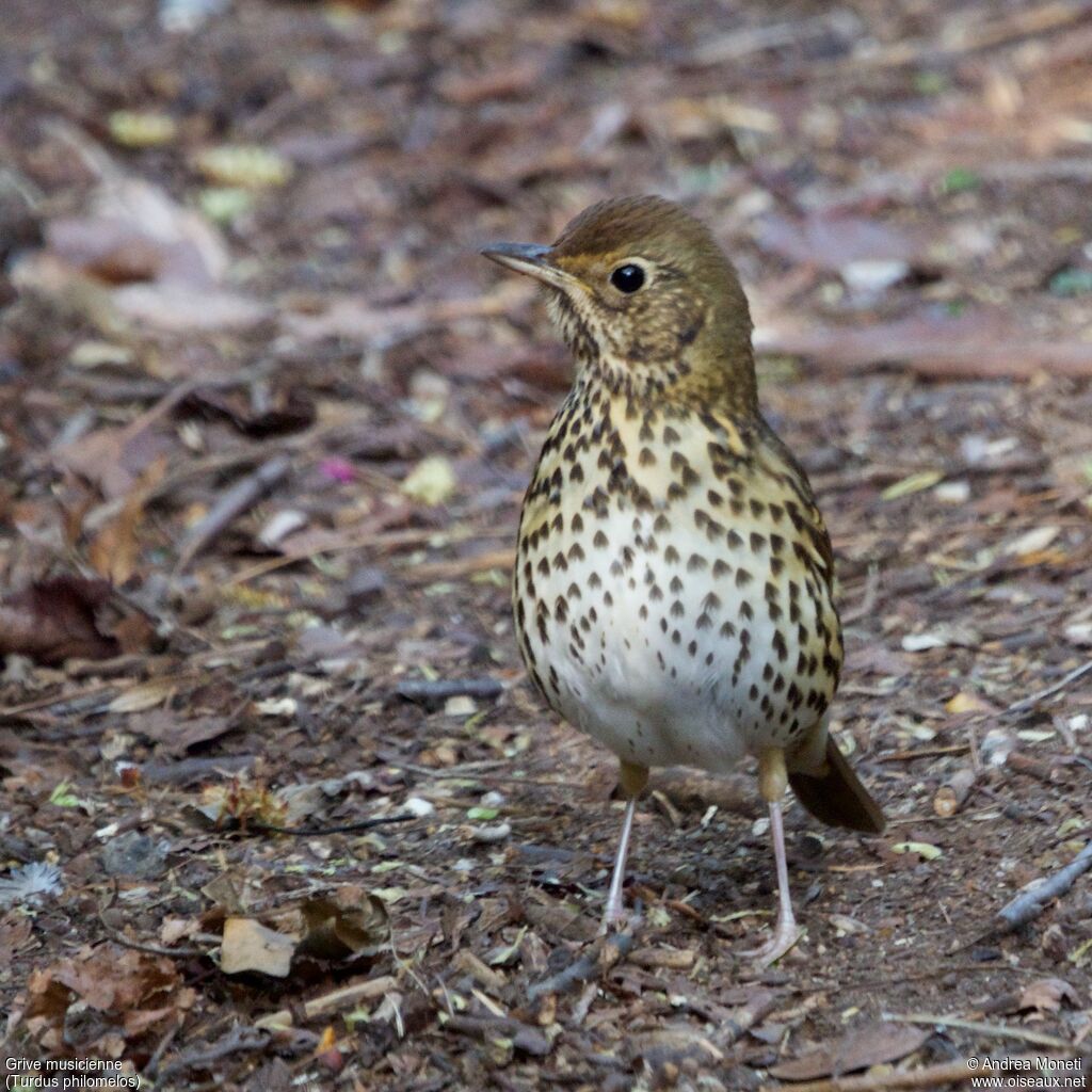 Grive musiciennejuvénile, portrait