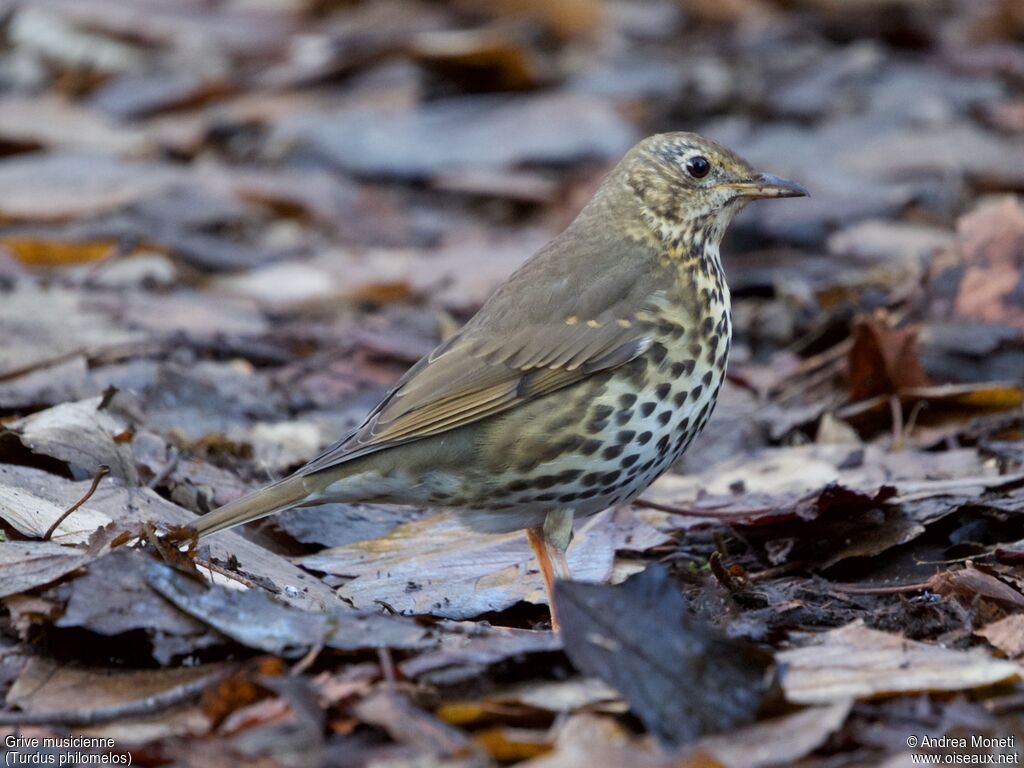 Grive musicienneadulte