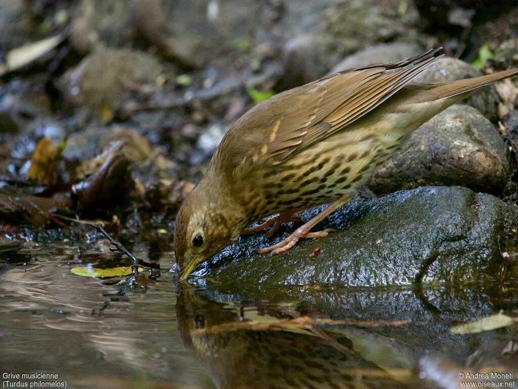 Grive musicienneadulte, portrait, boit