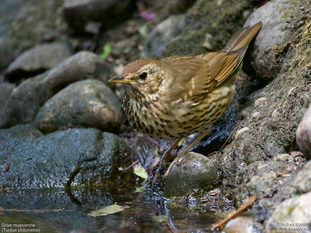 Grive musicienneadulte