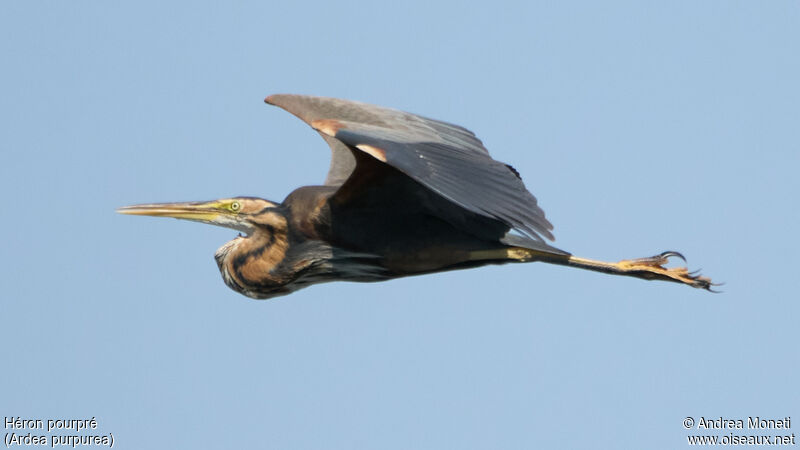 Purple Heronadult, Flight