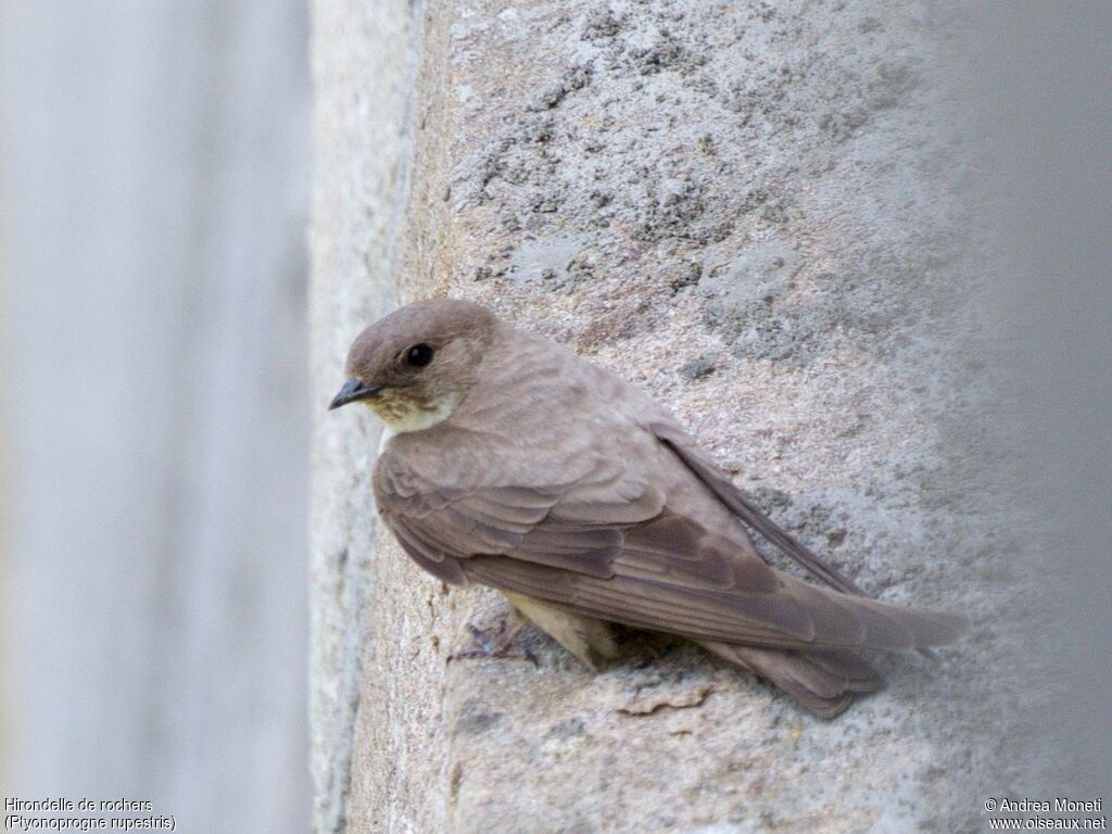Hirondelle de rochers