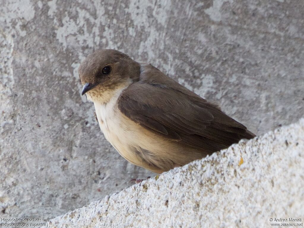 Hirondelle de rochers