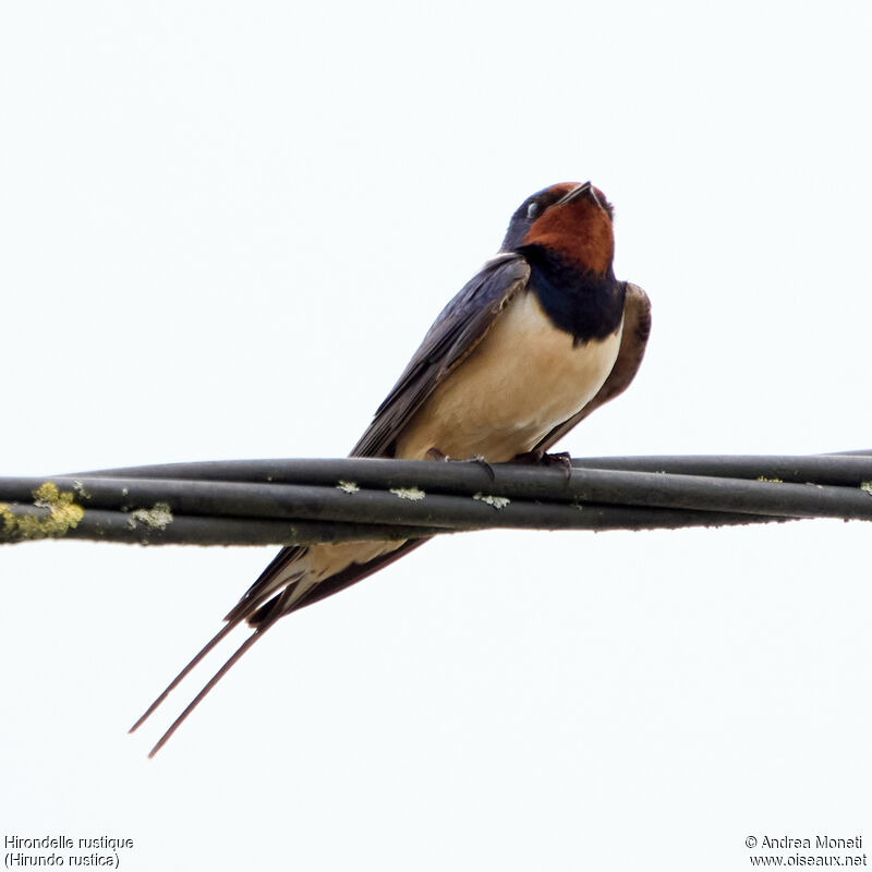 Hirondelle rustiqueadulte, portrait