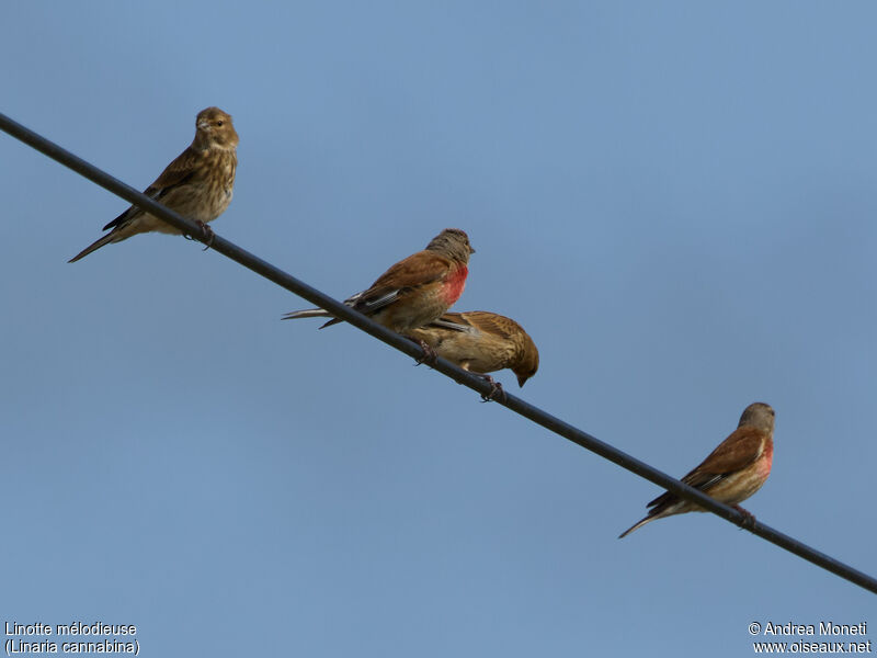 Linotte mélodieuse