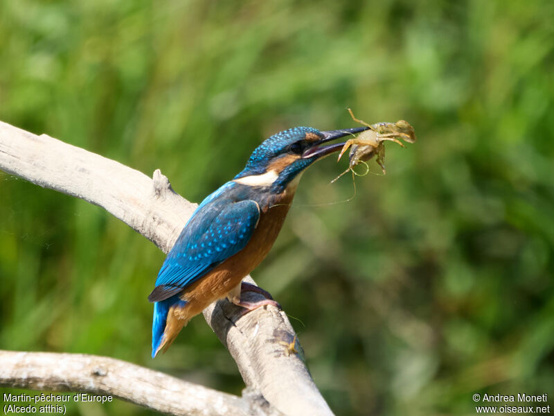 Common Kingfisheradult, close-up portrait, eats