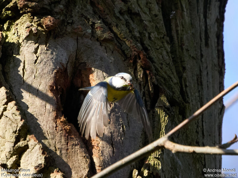 Mésange bleueadulte, Vol