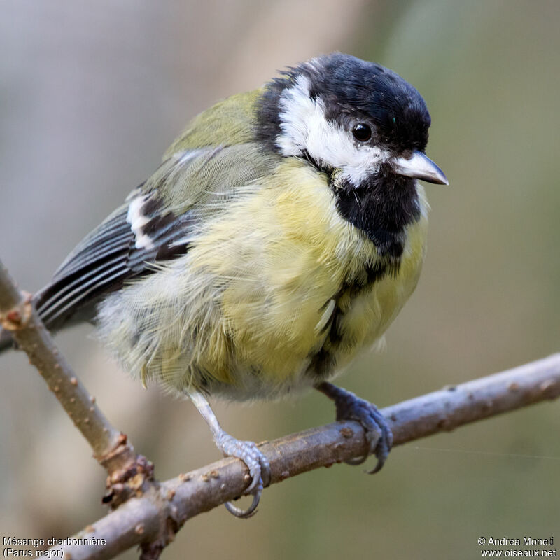 Mésange charbonnière femelle adulte, portrait