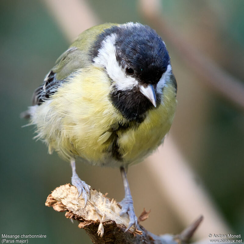 Mésange charbonnière femelle adulte, portrait