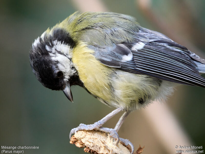 Mésange charbonnière femelle adulte, portrait