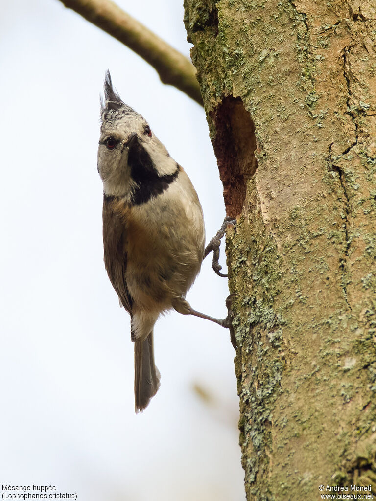 Mésange huppée