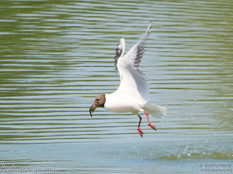 Mouette rieuseadulte nuptial, portrait, mange