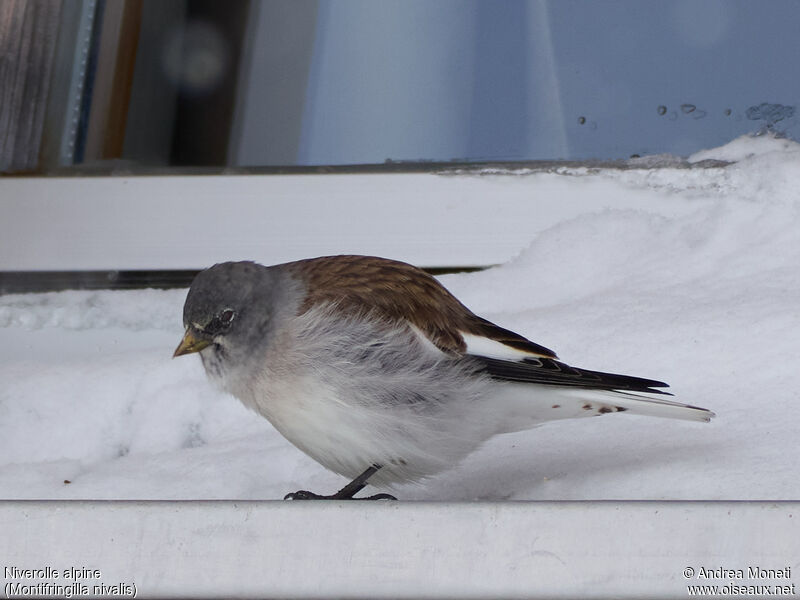 White-winged Snowfinchadult, close-up portrait