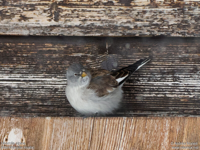 Niverolle alpineadulte, portrait