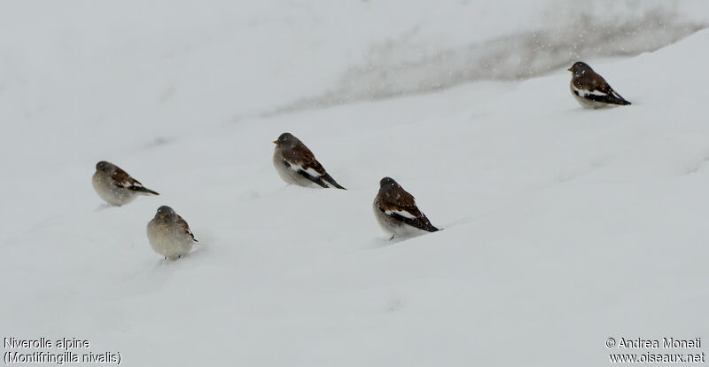 White-winged Snowfinchadult