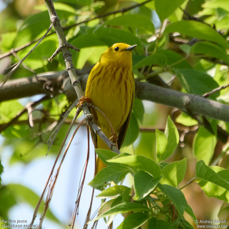 American Yellow Warbler