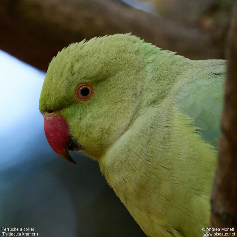 Rose-ringed Parakeet female adult