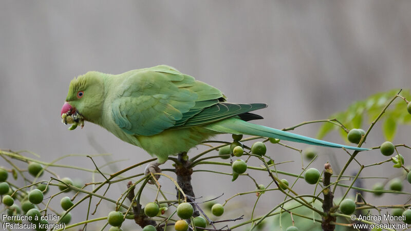 Perruche à collier, mange